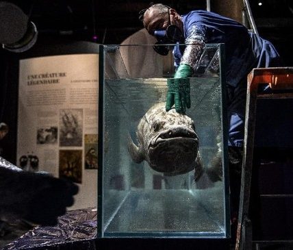 Cara Canggih Buat Temukan Ikan Purba Coelacanth dalam Laut Dalam RI