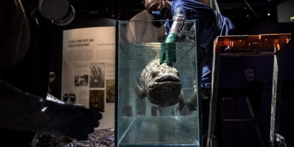 Cara Canggih Buat Temukan Ikan Purba Coelacanth dalam Laut Dalam RI