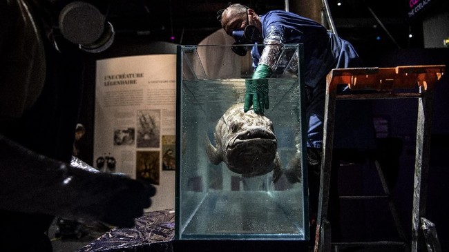 Cara Canggih Buat Temukan Ikan Purba Coelacanth dalam Laut Dalam RI