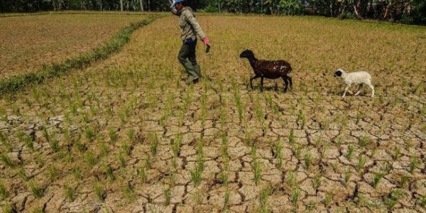 Strategi RI Biar ‘Bersahabat’ dengan Ancaman Kekeringan Parah