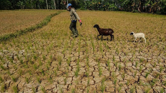 Strategi RI Biar ‘Bersahabat’ dengan Ancaman Kekeringan Parah