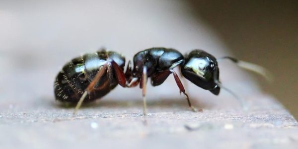 7 Cara Alami Usir Semut dari Rumah, Dijamin Enggak Balik Lagi