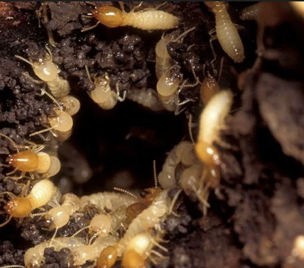 Jasa Anti Rayap untuk Melindungi Bangunan dari Kerusakan Serius