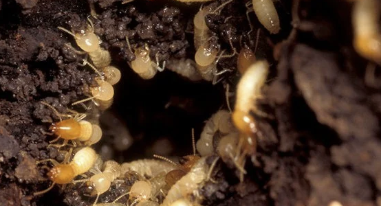 Jasa Anti Rayap untuk Melindungi Bangunan dari Kerusakan Serius