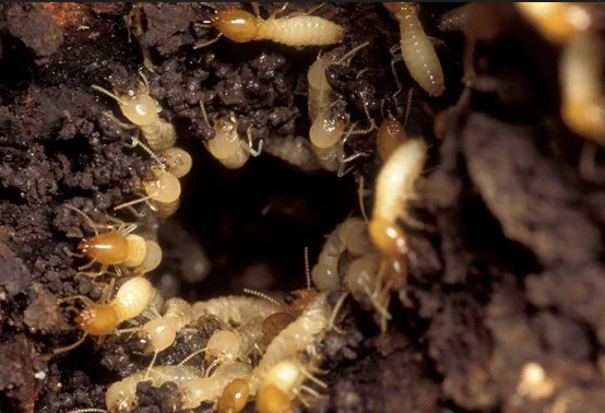 Jasa Anti Rayap untuk Melindungi Bangunan dari Kerusakan Serius